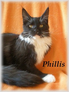 phillis5..jpg